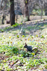 春の草花の中で餌を食むエゾリス