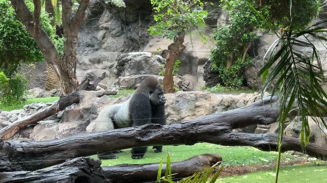Rear view of a silverback gorilla walking in a zoo habitat with rocks, fallen logs and greenery. Powerful primate wildlife scene highlighting conservation, captivity and animal behavior