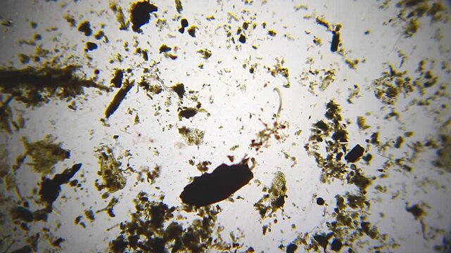 Moving nematode surrounded by sand grains under 40x brightfield microscopy. Detailed 4K scientific stock footage of microscopic worm behavior and particle interaction.