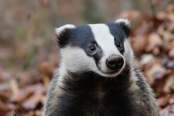 THE BADGER 