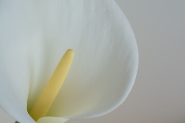 白背景の白いオランダカイウ
