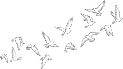 Flying birds line art set with flock in hand drawn sketch outline style © MDSelim