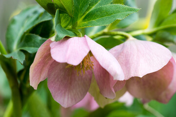 春の紫色のクリスマスローズ
