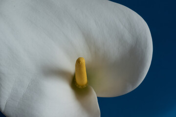 青背景の白いオランダカイウ
