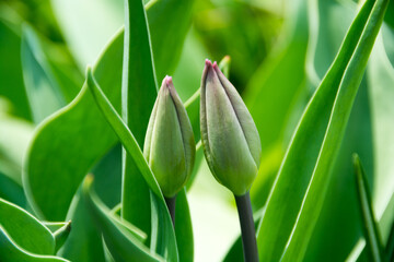 春の庭の緑のチューリップのツボミ