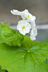 春の野山に咲く満開の白いサンカヨウ

