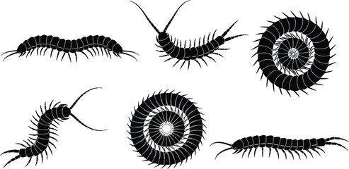 Centipede silhouette collection insect arthropod crawling poisonous bug concept isolated black vector illustration, flavector © Shafali