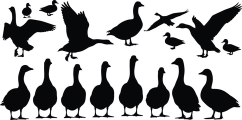 Goose silhouette collection set, wild waterfowl birds standing flying poses, farm animal vector illustration © Shafali