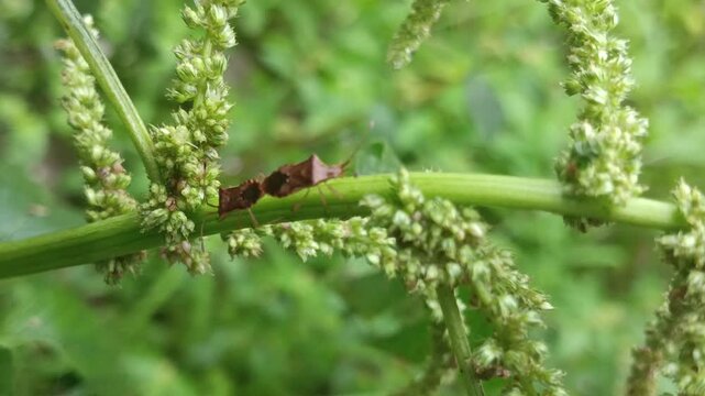 horned coreid bug (Cletus sp.) mates on the seeds of bushes, Found near wetlands, lagoons, and on agricultural crops like chili and mustard, these active flyers can cause damage by feeding on plants