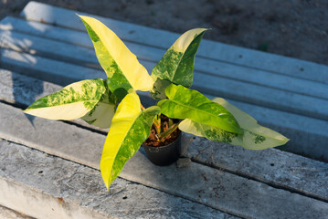 Closeup focus to fresh philodendron domesticum in he pot  