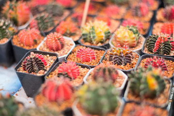 Closeup to red GymnCloseup to red Gymnocalycium varigated ocalycium varigated