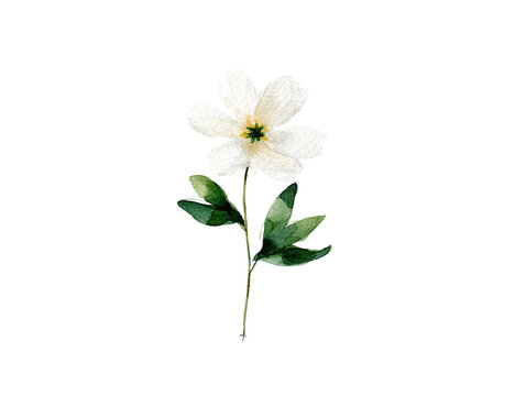 Delicate watercolor rendering of a single white anemone flower and stem on a black background