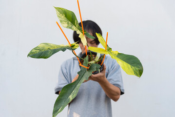 Big form of florida beauty x bobcee in the pot   