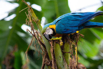 Arara Canindé - Brazil © claudio ribeiro