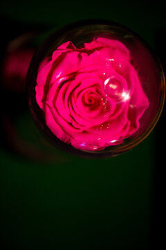 Rosa vermelha dentro de bola de vidro. 