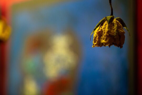 Rosa de cor amarela murcha e fundo de cor azul. 