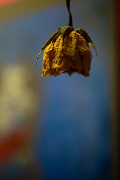 Rosa de cor amarela murcha e fundo de cor azul. 