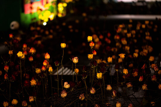 Rosas coloridas em parede iluminadas com luz artificial. 