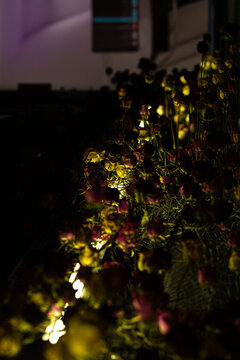 Rosas coloridas em parede iluminadas com luz artificial. 