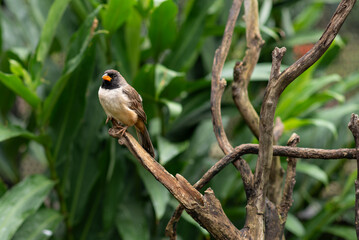 Batuqueiro - Bird