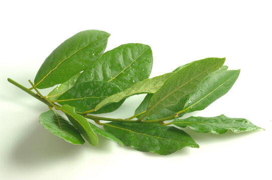 Foglie di alloro