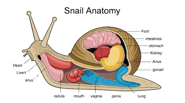 A detailed anatomical illustration of a snail cross-section labeled Snail Anatomy in black text at the top (1)_traced