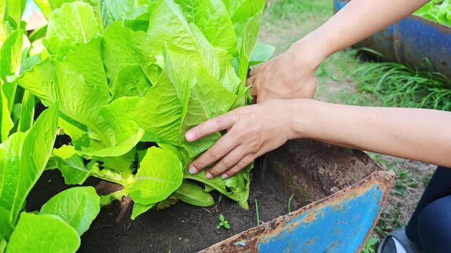 A Woman's hand is cutting green cos lettuce from the farm with scissors in the planting plot.