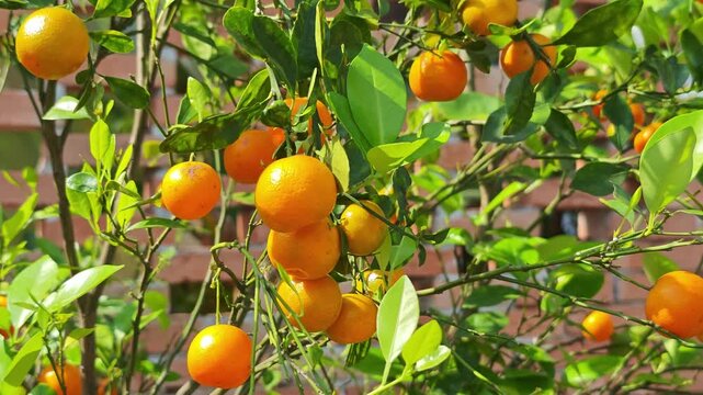 A small orange tree that is abundant with many oranges growing on it