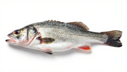 Freshwater fish catch of the day aquatic environment wildlife photography natural habitat side view marine life conservation