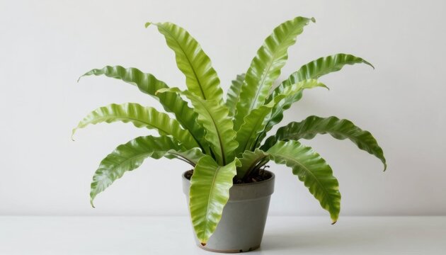 Indoor plant care tips home guide bright room close-up enhancing interior spaces with greenery