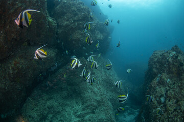 There is a shoal of pennant coralfish at the reef. The longfin bannerfish near the seabed. A flatfish with long fins and black and white stripes.