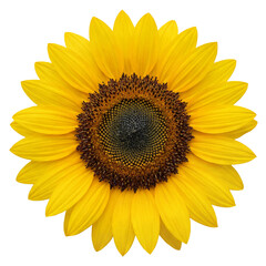 Obraz premium Bright yellow blooming sunflower head with detailed center on transparent background isolated object