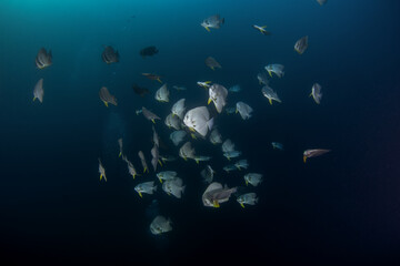 Fototapeta premium A shoal of longfin batfish in dark water. The longfin spadefish can be found off the coast of Oman. It is a grey, flat fish with dark stripes and long fins. 