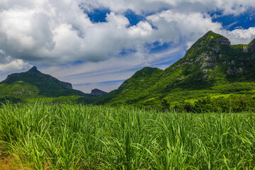 Fototapeta premium Scenic image of a Sugar cane field near Moka Range mountains on Mauritius island, Africa