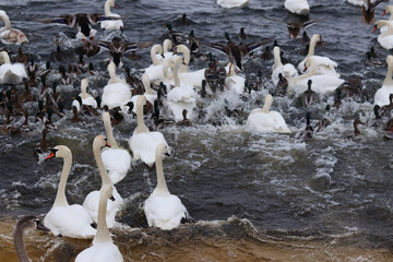 Obraz premium Swans and ducks quickly sail away from the shore. Frightened birds swim away. Waterfowl in the winter in the water between the ice. Birds create splashes in the water. Nature. Ornithology