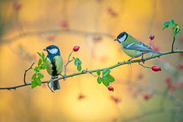 Two Great Tits (Parus major) perched on a thorny briar branch with red rose hips, golden bokeh background, high-quality nature photography. © WojtekWildlife