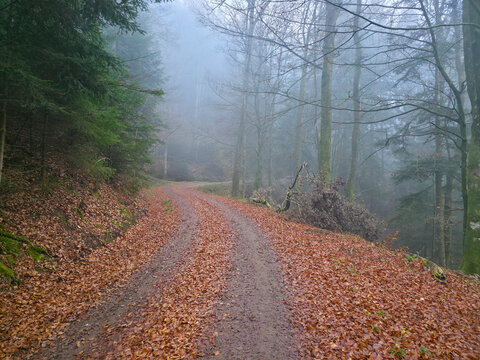 Germany, Black Forest, Atmospheric foggy winter woodland with winding nature trail