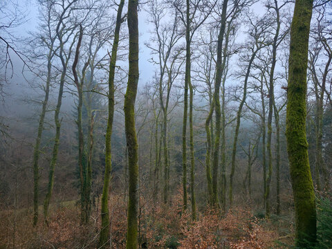 Germany, Black Forest, Calm foggy winter forest scenery with green conifers and leaves and green moss covered tree trunks