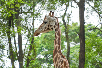Close-up portrait of a giraffe's head with lush green trees in the background at a safari park. © Alvi Prasetya
