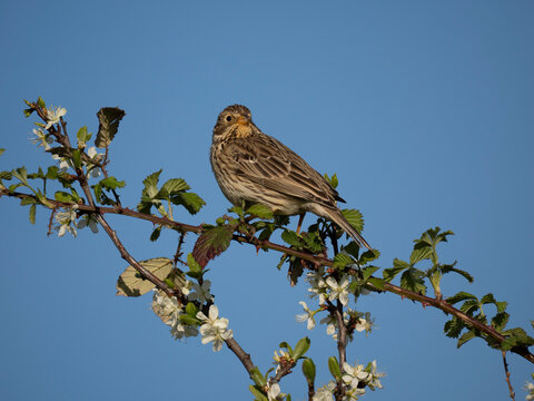 Grauammer, Emberiza calandra