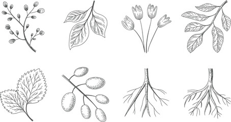 Hand drawn botanical elements collection including leaves branches berries flowers and roots detailed natural illustration set