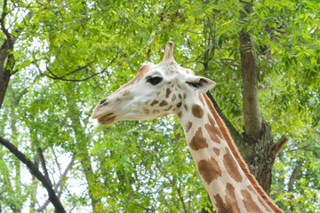Close-up portrait of a giraffe's head with lush green trees in the background at a safari park. © Alvi Prasetya