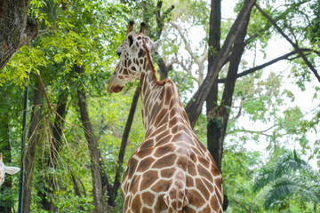 Back view of a giraffe showing its patterned skin and long neck while standing in a park. © Alvi Prasetya