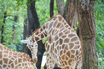 Back view of a giraffe showing its patterned skin and long neck while standing in a park. © Alvi Prasetya