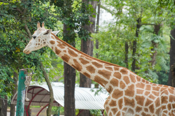 Close-up portrait of a giraffe's head with lush green trees in the background at a safari park. © Alvi Prasetya