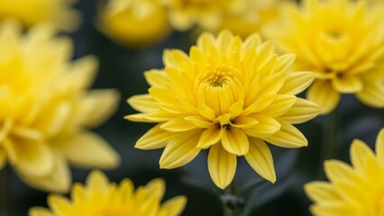 Yellow flower
