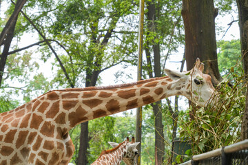 A giraffe eating green leaves and twigs from a tree in its natural habitat. © Alvi Prasetya