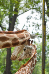 Close-up of two giraffes nuzzling in a tender moment, highlighting their beautiful spotted patterns and natural forest background. © Alvi Prasetya