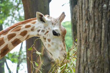 A giraffe eating green leaves and twigs from a tree in its natural habitat. © Alvi Prasetya