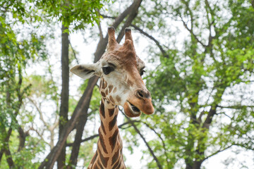 Close-up portrait of a giraffe's head with lush green trees in the background at a safari park. © Alvi Prasetya